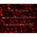 Brown Norway Rat Primary Kidney Glomerular Endothelial Cells – Figure 1 of 1