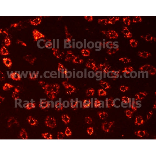 Brown Norway Rat Primary Kidney Glomerular Endothelial Cells – Figure 1 of 1
