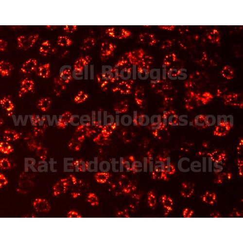 Rat Primary Colonic Microvascular Endothelial Cells – Figure 1 of 1