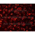 Rat Primary Vein Endothelial Cells – Figure 1 of 1