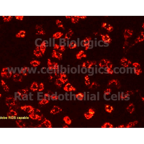 Rat Primary Cardiac Microvascular Endothelial Cells – Figure 1 of 1