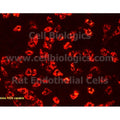 Rat Primary Bladder Microvascular Endothelial Cells – Figure 1 of 1