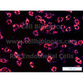 Rat Primary Pulmonary Artery Endothelial Cells – Figure 1 of 1