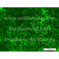 Rat Primary Thymus Epithelial Cells – Figure 1 of 1