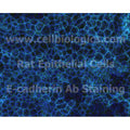 Rat Primary Bladder Epithelial Cells – Figure 1 of 1