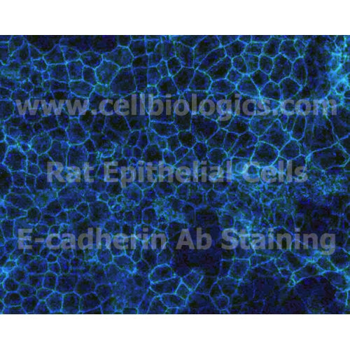 Rat Primary Corneal Epithelial Cells – Figure 1 of 1