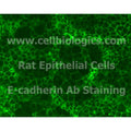 Rat Primary Gingival Epithelial Cells – Figure 1 of 1
