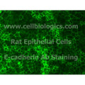 Rat Primary Kidney Epithelial Cells – Figure 1 of 1