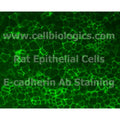 Rat Primary Uterine Epithelial Cells – Figure 1 of 1