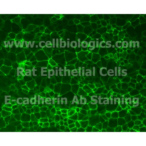 Rat Primary Uterine Epithelial Cells – Figure 1 of 1