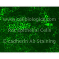 Rat Primary Liver Epithelial Cells – Figure 1 of 1