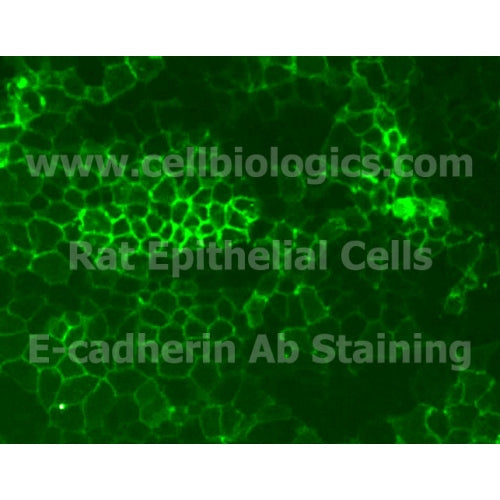 Rat Primary Liver Epithelial Cells – Figure 1 of 1
