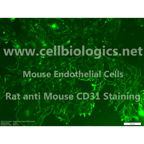 C57BL/6 Mouse Primary Kidney Endothelial Cells – Figure 1 of 1