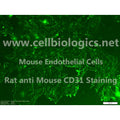 C57BL/6 Mouse Primary Kidney Glomerular Endothelial Cells – Figure 1 of 1