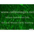 BKS db Mouse Retinal Microvascular Endothelial Cells – Figure 1 of 1