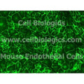 CD1 Mouse Primary Lung Microvascular Endothelial Cells – Figure 1 of 1