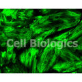 Cynomolgus Monkey Primary Bronchial Smooth Muscle Cells – Figure 1 of 1