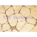 Cynomolgus Monkey Primary Lymphatic Endothelial Cells – Figure 1 of 1