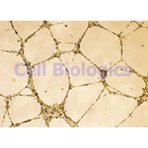 Cynomolgus Monkey Primary Small Intestinal Endothelial Cells – Figure 1 of 1
