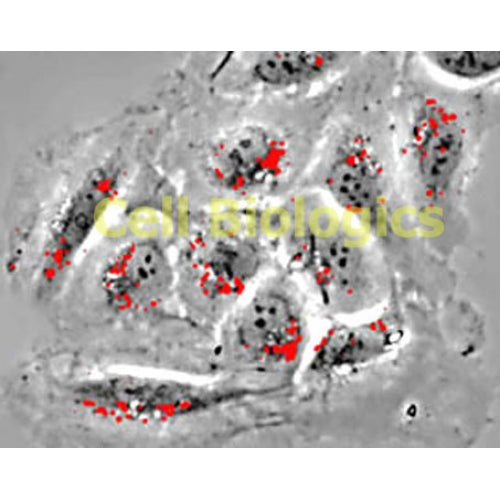Canine Primary Aortic Endothelial Cells – Figure 1 of 1