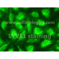 Human Primary Dermal Lymphatic Endothelial Cells – Figure 1 of 1