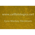 Cynomolgus Monkey Primary Prostate Fibroblasts – Figure 1 of 1
