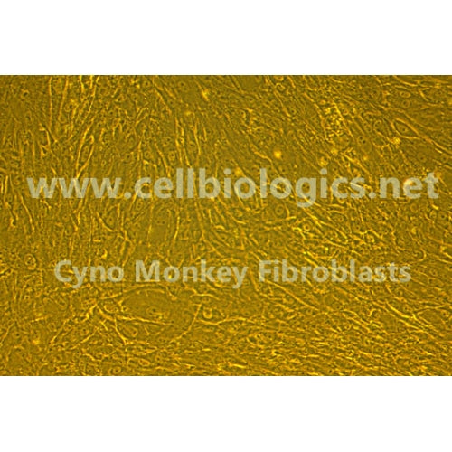 Cynomolgus Monkey Primary Prostate Fibroblasts – Figure 1 of 1