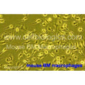 BALB/c Mouse Peritoneal Macrophages - Thioglycollate-elicited (Frozen Cells) – Figure 1 of 1
