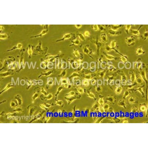 BALB/c Mouse Peritoneal Macrophages - Thioglycollate-elicited (Frozen Cells) – Figure 1 of 1