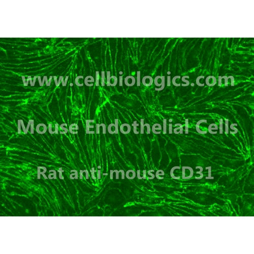 C57BL/6 Mouse Primary Mammary Microvascular Endothelial Cells – Figure 1 of 1