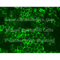 Aged Mouse Bladder Epithelial Cells – Figure 1 of 1