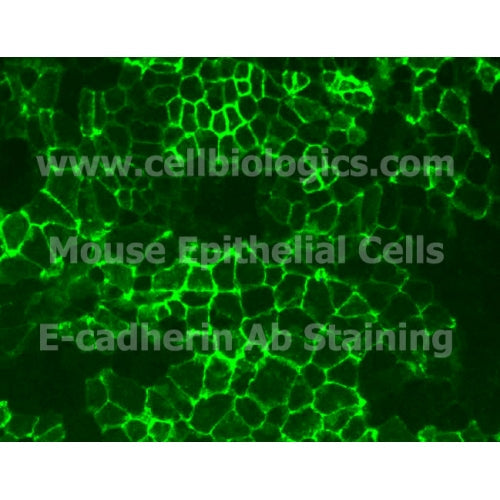 B129 Mouse Primary Colonic Epithelial Cells – Figure 1 of 1