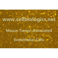 Mouse Tumor-Associated Endothelial Cells (Hu. Lung Cancer Origin, H292) – Figure 1 of 1
