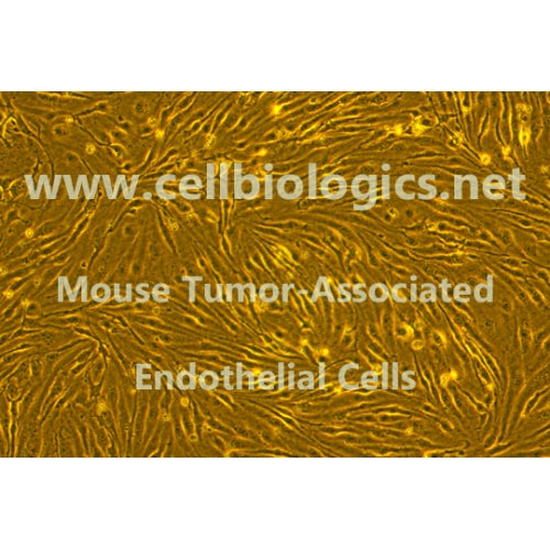Mouse Tumor-Associated Endothelial Cells (Hu. Lung Cancer Origin, H292) – Figure 1 of 1