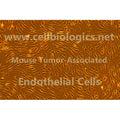 Mouse Tumor-Associated Endothelial Cells (Hu. Breast Ca. Origin, MDA-MB-231) – Figure 1 of 1