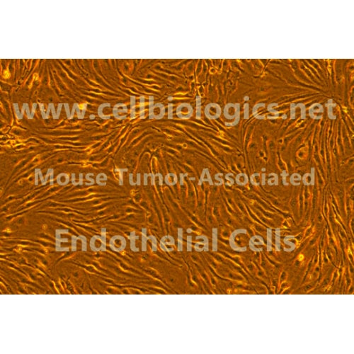 Mouse Tumor-Associated Endothelial Cells (Hu. Breast Ca. Origin, MDA-MB-231) – Figure 1 of 1