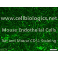 C57BL/6 Mouse Primary Coronary Artery Endothelial Cells – Figure 1 of 1