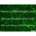 C57BL/6 Mouse Primary Dermal Lymphatic Endothelial Cells – Figure 1 of 1