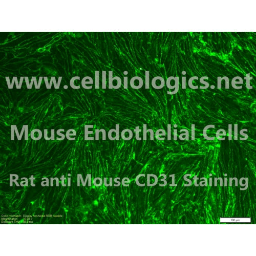BALB/c Mouse Primary Ovarian Microvascular Endothelial Cells – Figure 1 of 1