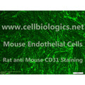CD1 Mouse Primary Pulmonary Vein Endothelial Cells – Figure 1 of 1