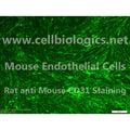 CD1 Mouse Primary Spleen Endothelial Cells – Figure 1 of 1