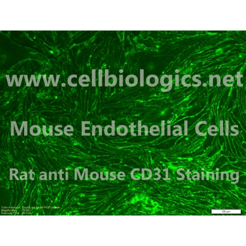 C57BL/6 Mouse Primary Pulmonary Artery Endothelial Cells – Figure 1 of 1