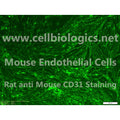 C57BL/6 Mouse Primary Retinal Microvascular Endothelial Cells – Figure 1 of 1