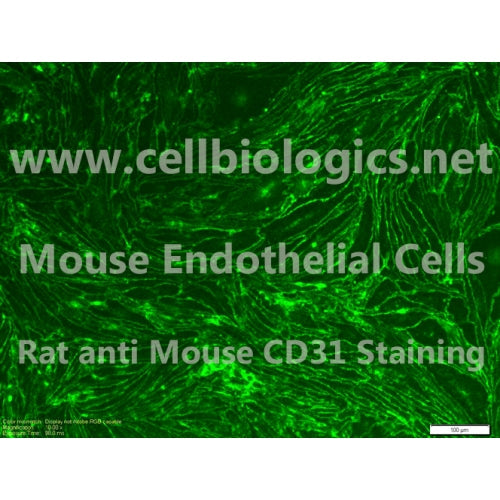 C57BL/6 Mouse Primary Retinal Microvascular Endothelial Cells – Figure 1 of 1