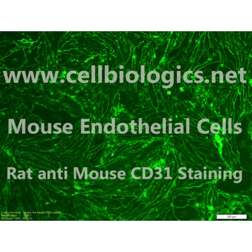 C57BL/6 Mouse Primary Small Intestinal Microvascular Endothelial Cells – Figure 1 of 1