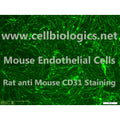 C57BL/6-GFP Mouse Primary Ovarian Microvascular Endothelial Cells – Figure 1 of 1
