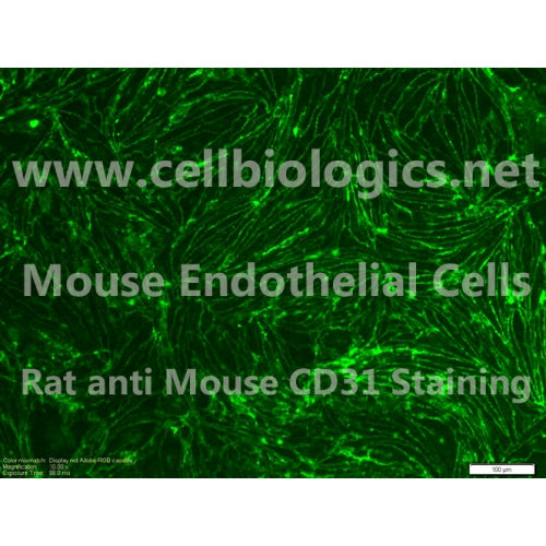 BALB/c Mouse Primary Retinal Microvascular Endothelial Cells – Figure 1 of 1