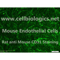 C57BL/6 Mouse Primary Thymus Endothelial Cells – Figure 1 of 1