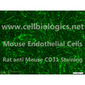 BALB/c Mouse Primary Spleen Endothelial Cells – Figure 1 of 1