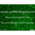 C57BL/6 Mouse Primary Placental Microvascular Endothelial Cells – Figure 1 of 1